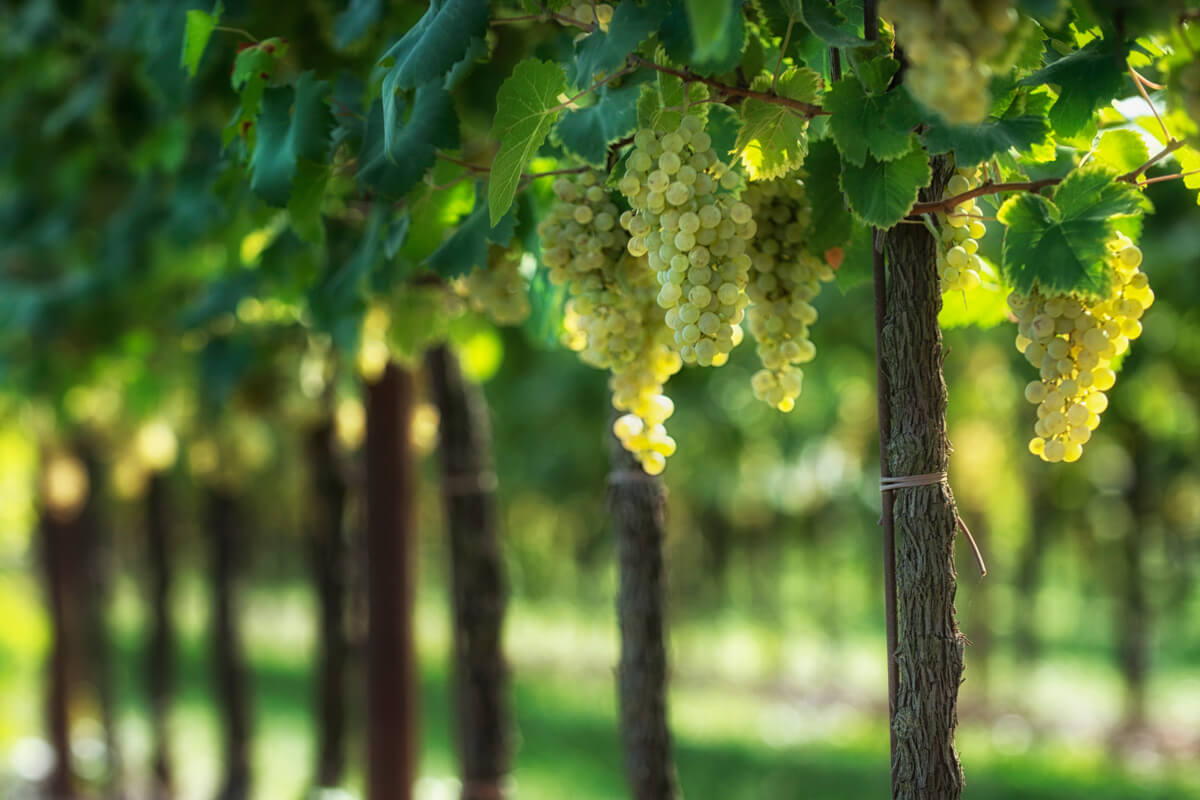 Cantine e territorio